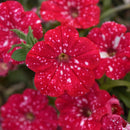 Petunia Cherry Sky - 1.5L