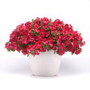 Petunia Cherry Sky - 1.5L