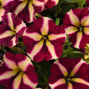 Petunia Lemonberry - 1.5L