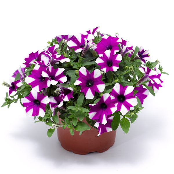 Petunia Shortcake Blueberry 1.5L