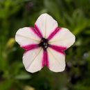 Petunia Shortcake Raspberry 1.5L