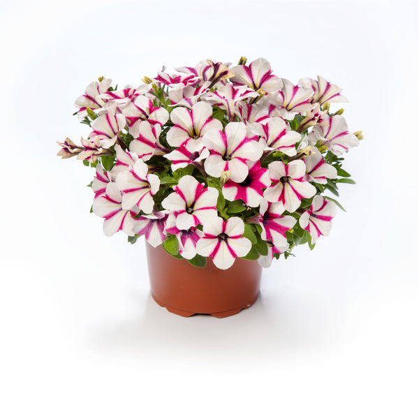 Petunia Shortcake Raspberry 1.5L