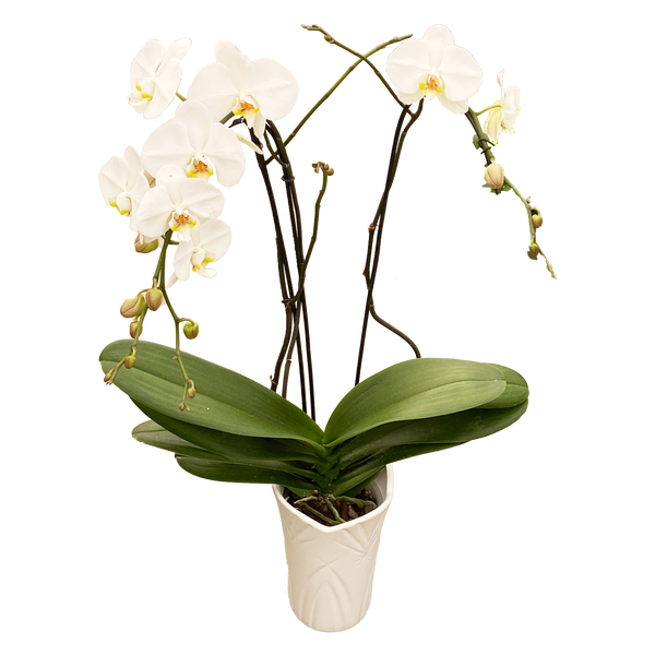 Phalaenopsis Grandiflora In Antique Vase - 15CM