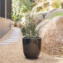 High Cup Pot with Saucer - Black XL