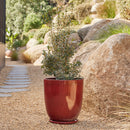 High Cup Pot with Saucer - Wine XL