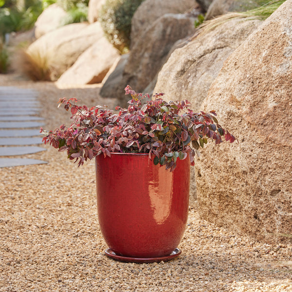 High Cup Pot with Saucer - Wine L