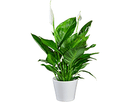 Peace Lily Spathiphyllum Cupido - 10.5CM