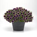 Petunia Blueberries & Cream - 1.5L