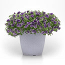 Petunia Frosted Sapphire - 1.5L