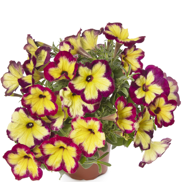 Petunia Funhouse Glowing Garnet 1.5L