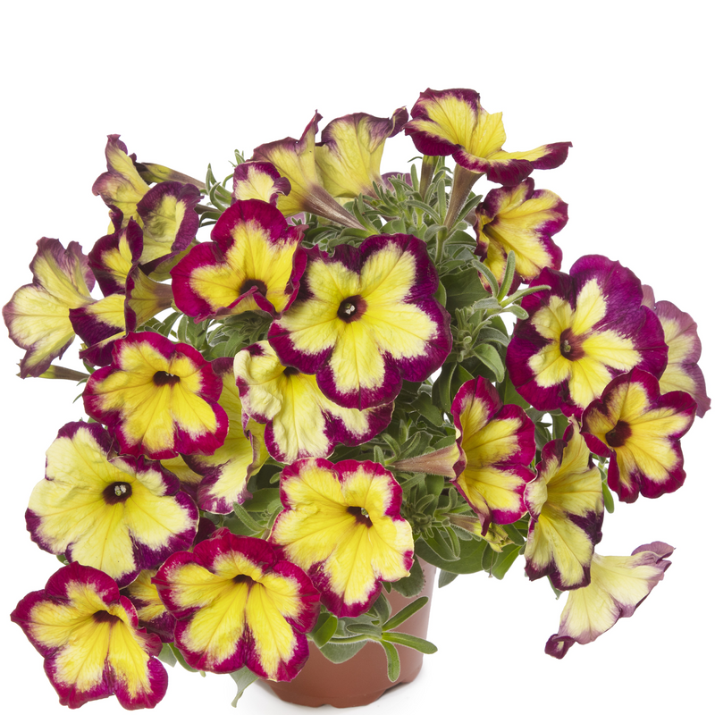 Petunia Funhouse Glowing Garnet 1.5L