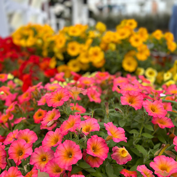 Petunia Mayan Sunset - 1.5L