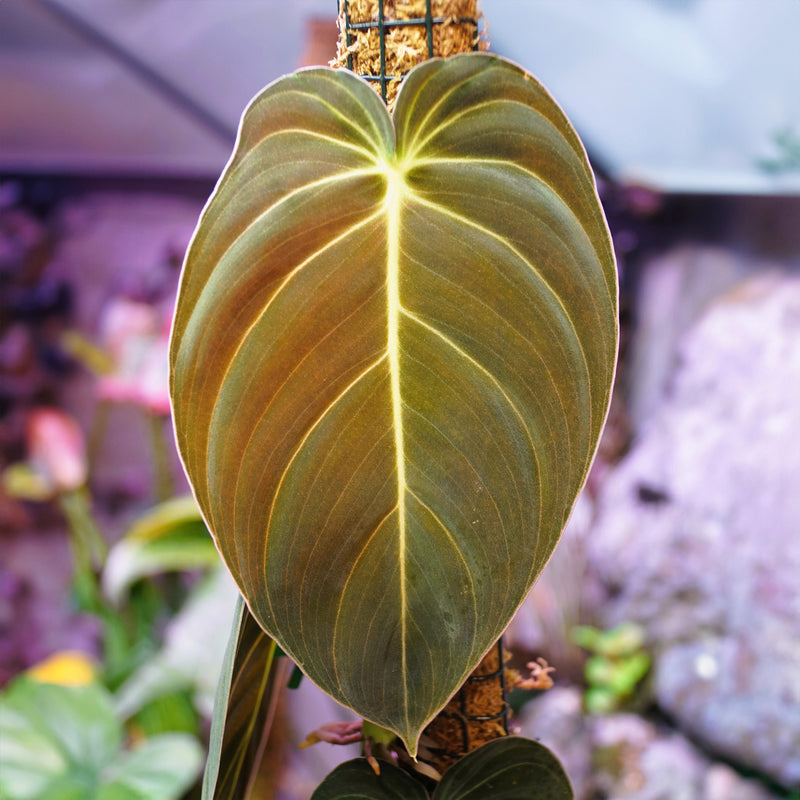 philodendron melanochrysum nz Philodendron Melanochrysum