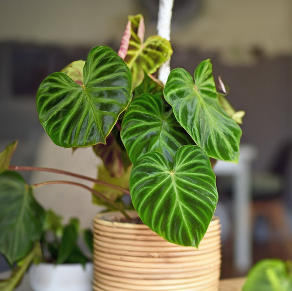Philodendron Verrucosum On Coir - 17CM