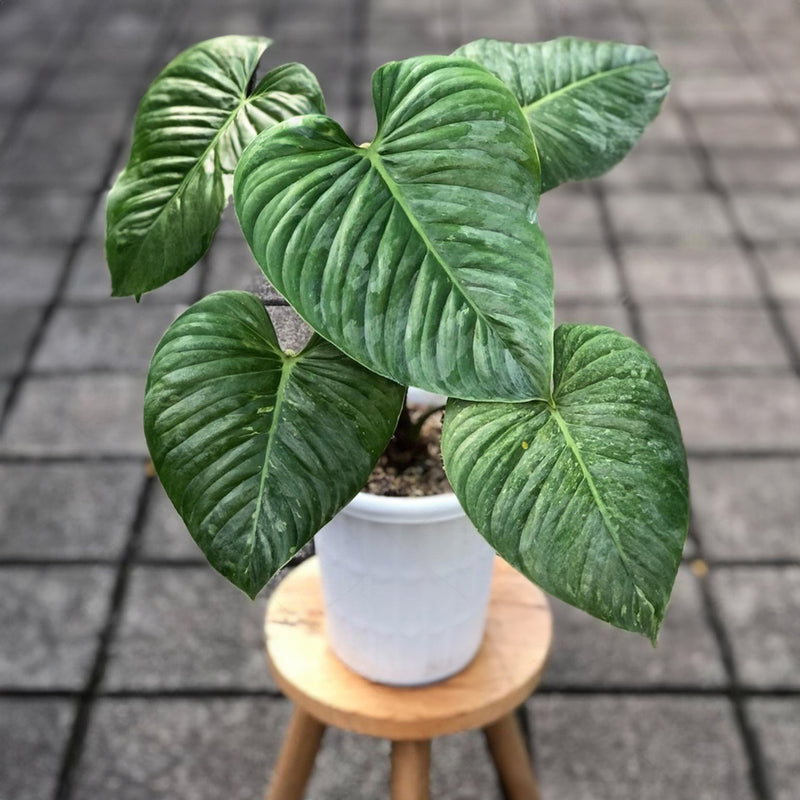 Philodendron Sodiroi With Coir Pole - 17CM
