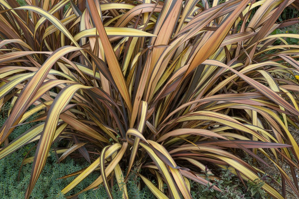 Phormium Veneer - 1L