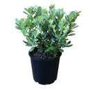 Pittosporum Pot Belly  - 2.4L