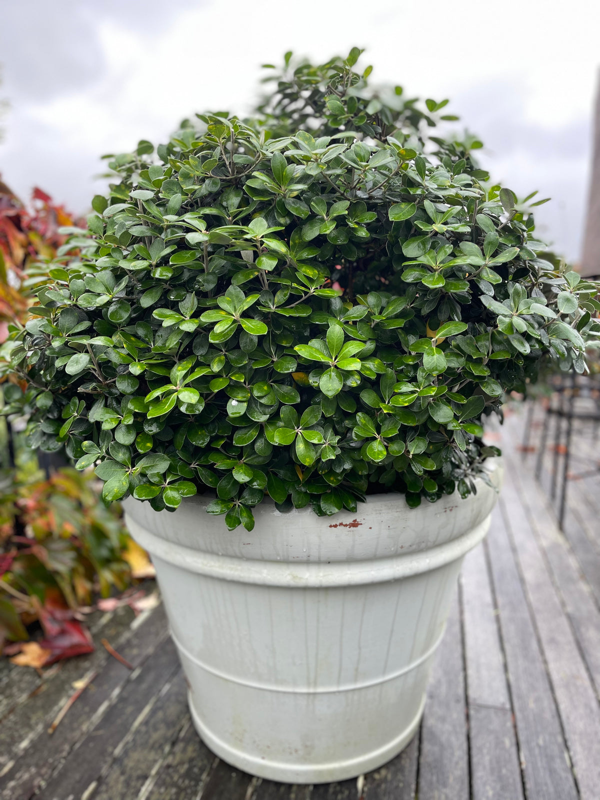 pot belly plant Pittosporum Pot Belly