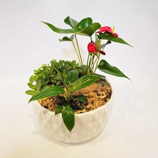 Christmas Bowl - 3 Plants