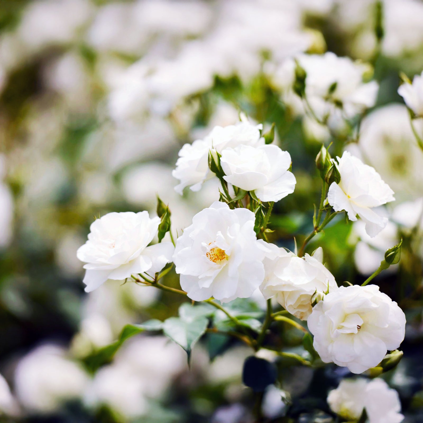 Rose Flower Carpet White PVR - 2.5L