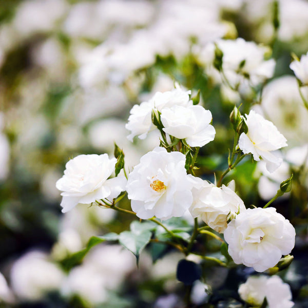 Rose Flower Carpet White PVR - 2.5L