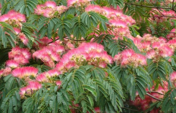 Albizzia Julibrissin Rosea - PB18