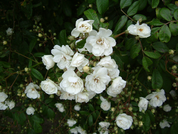Rambling Rector - 4.7L