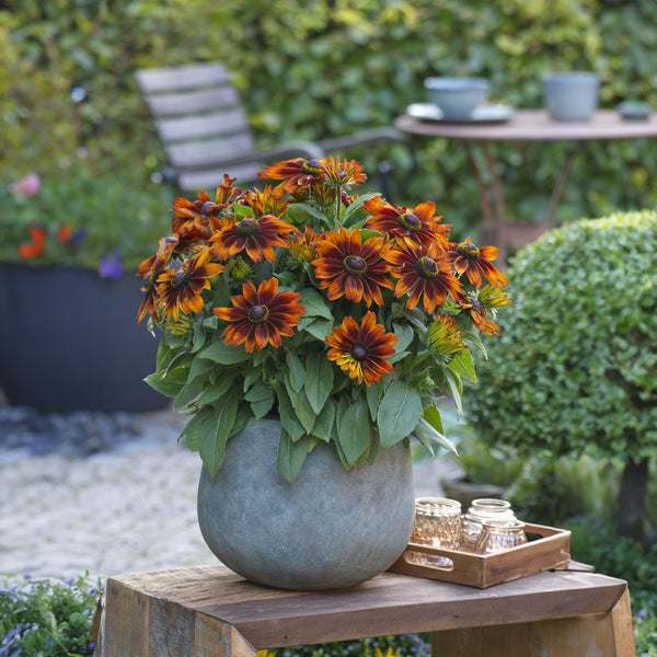Rudbeckia Sunbeckia Sarah - 3.5L