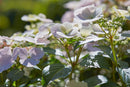 Hydrangea 'Runaway Bride'