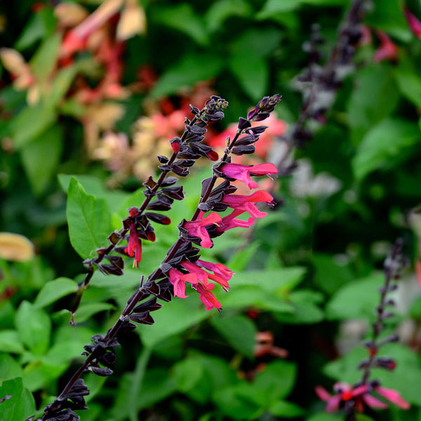 Salvia Amante PVR - 2.5L