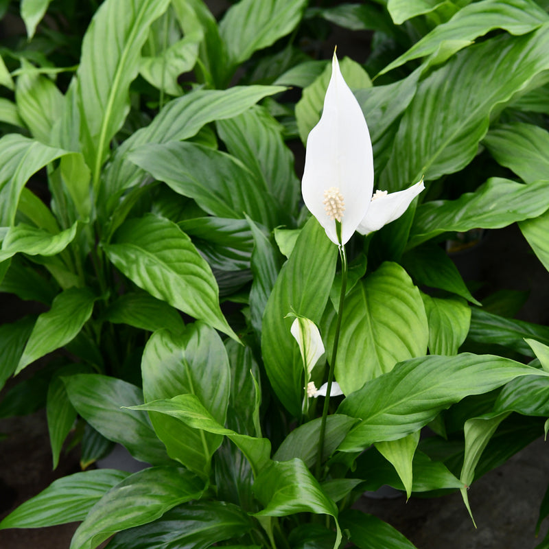 peace lily nz Spathiphyllum Sebastiano