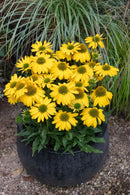 Echinacea Sunseeker Citrus - 1.5L