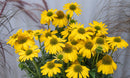 Echinacea Sunseeker Citrus - 1.5L
