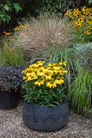 Echinacea Sunseeker Citrus - 1.5L