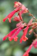 Salvia Embers Wish 2.4L