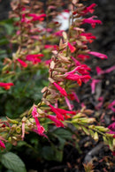 Salvia Embers Wish 2.4L