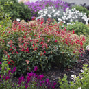 Salvia Embers Wish 2.4L