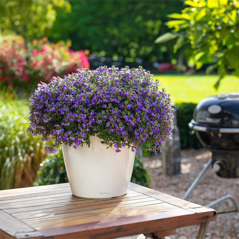 Hot Rox Scaevola Sapphire - 1.5L