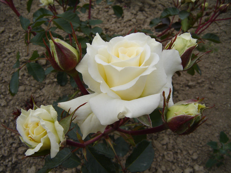 Scentasia (Sunscent)  - 4.7L