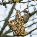 Wild Bird Seed Cone - Large