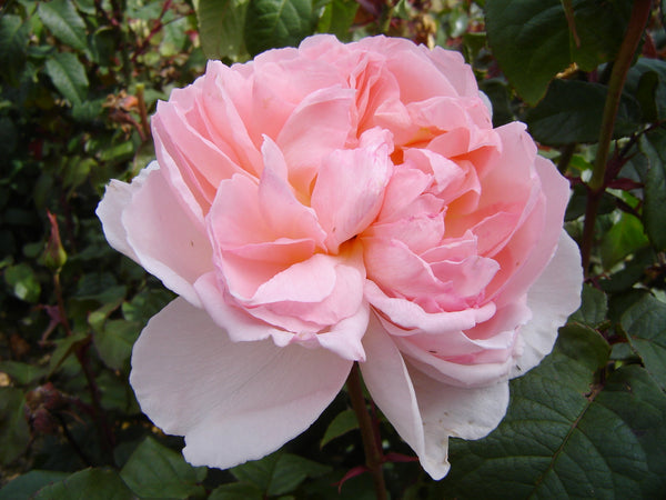 Sharifa Asma (Ausreef)  - 4.7L