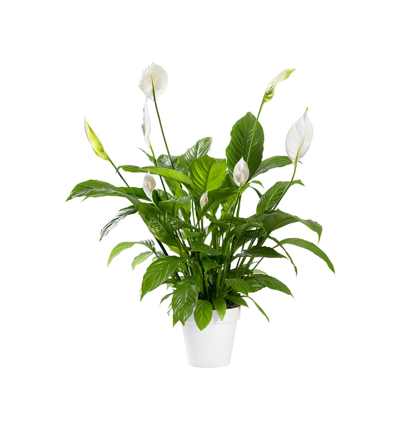 Peace Lily Spathiphyllum Cupido - 12cm