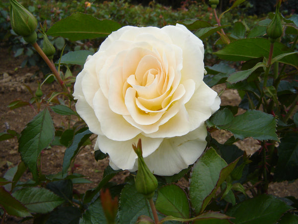 Saint Mary's Rose (Somcarlem) - 4.7L