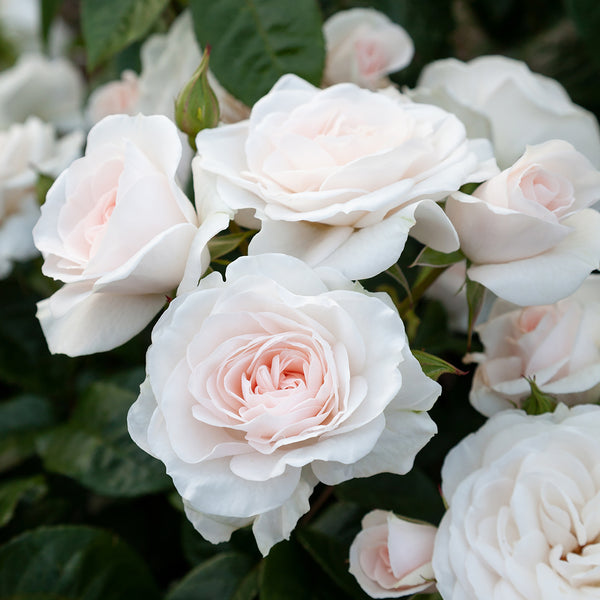 St. Hilda's Rose (Matthil) - 4.7L