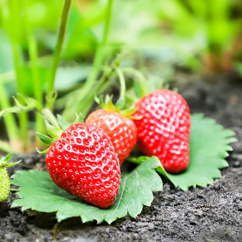 Strawberry Ventana - 10CM