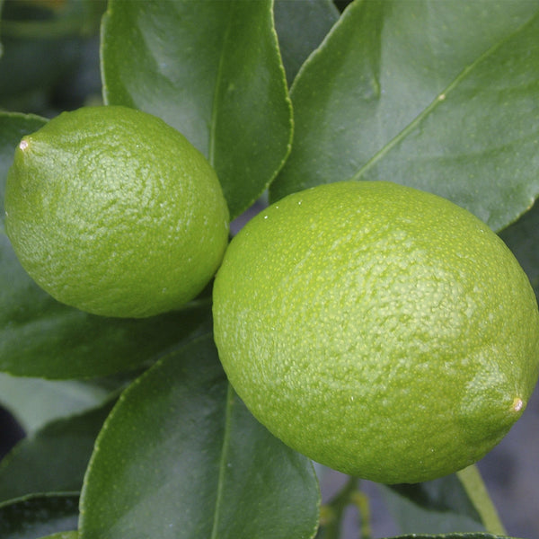 Lime Tahitian - 15L