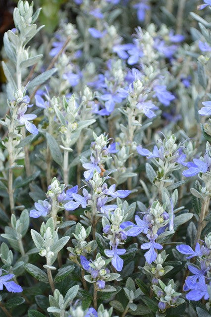 Teucrium Fruticans Std 8.5L