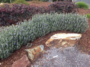 Teucrium Fruticans Std 8.5L