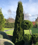 Thuja Smaragd - 2.4L
