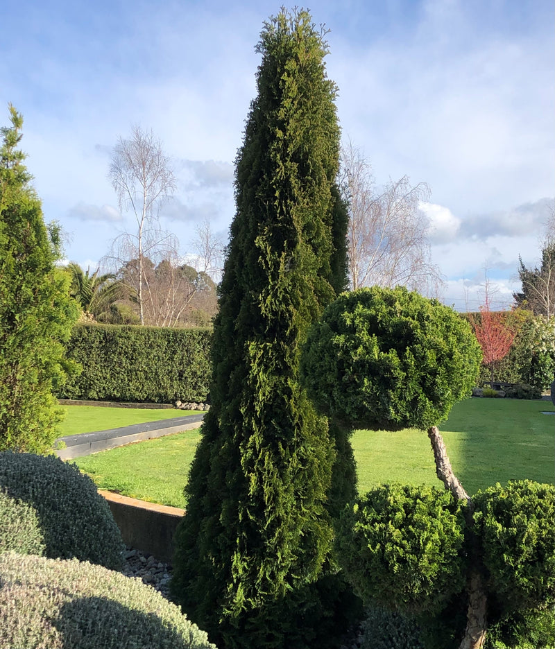 Thuja Smaragd - 2.4L